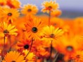 /album/photo-gallery-homepage/garden-jpg/